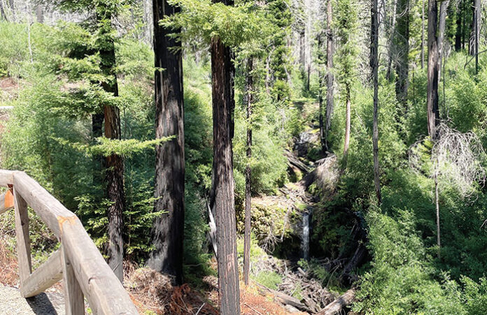 BBRSP 1 Sempervirens Falls Sempervirens Falls