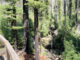 Big Basin shuttles return for summer weekends Sempervirens Falls