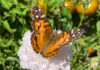 The Mountain Gardener | Butterflies Galore American Painted Lady butterfly