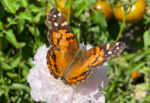 The Mountain Gardener | Butterflies Galore American Painted Lady butterfly