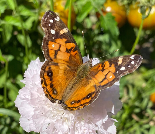 The Mountain Gardener | Butterflies Galore American Painted Lady butterfly