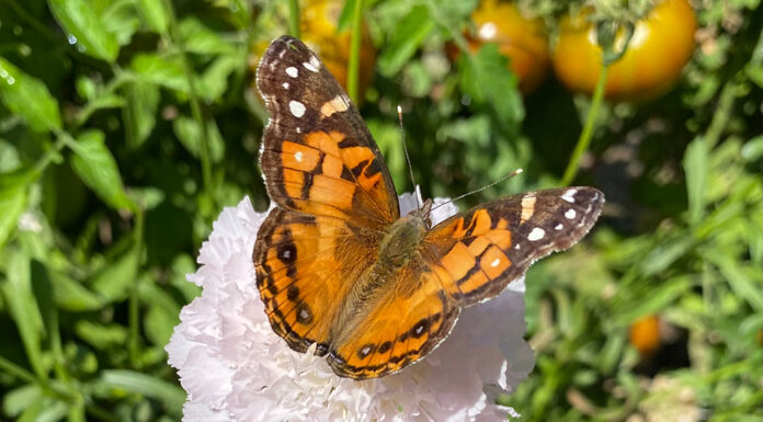 The Mountain Gardener | Butterflies Galore American Painted Lady butterfly