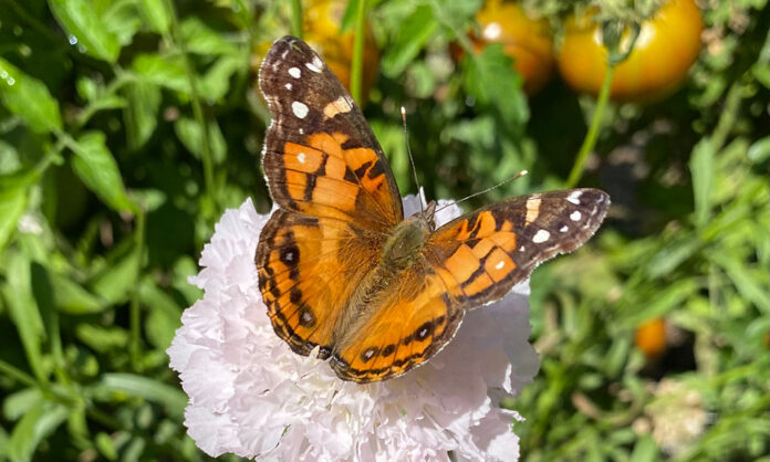 TMG American_Painted_Lady American Painted Lady butterfly