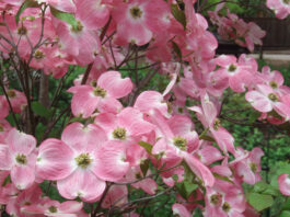 The Mountain Gardener | Dogwoods in the Garden dogwoods