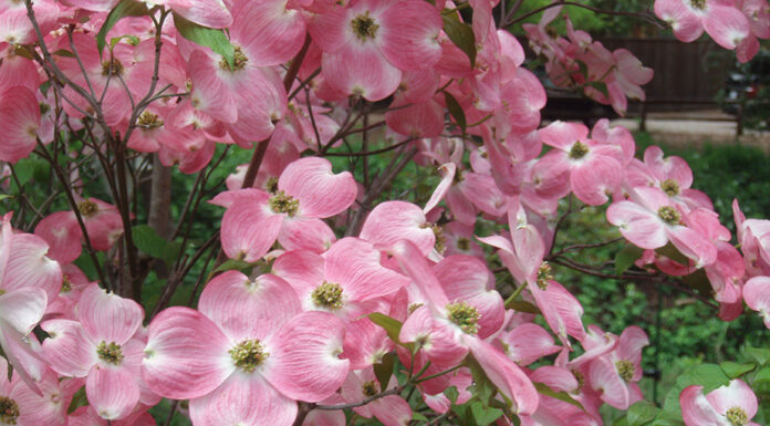 The Mountain Gardener | Dogwoods in the Garden dogwoods