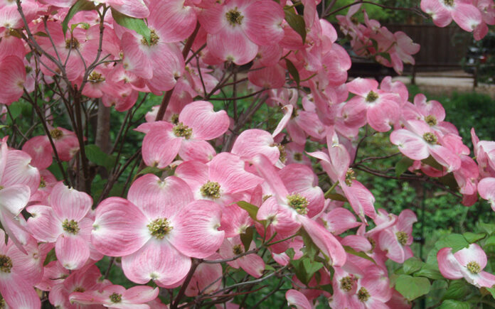 dogwoods