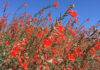 The Mountain Gardener | Why You Should Plant California Natives California Fuchsia