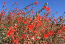 The Mountain Gardener | Why You Should Plant California Natives California Fuchsia