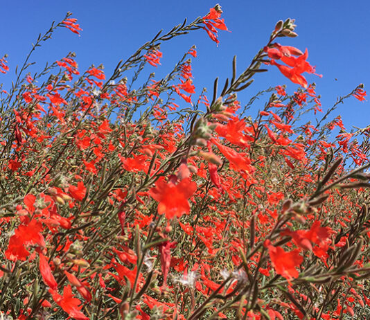 The Mountain Gardener | Why You Should Plant California Natives California Fuchsia