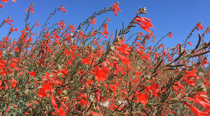 The Mountain Gardener | Why You Should Plant California Natives California Fuchsia