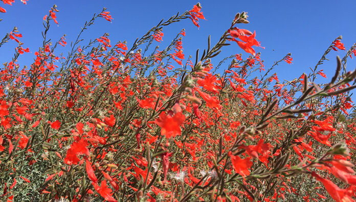 California Fuchsia