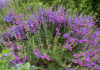 The Mountain Gardener | What Can Your Soil Do For You? Penstemon heterophyllus