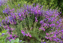 The Mountain Gardener | What Can Your Soil Do For You? Penstemon heterophyllus