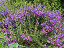 The Mountain Gardener | What Can Your Soil Do For You? Penstemon heterophyllus