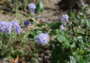 The Mountain Gardener | All About Ceanothus Celestial Blue Ceanothus