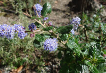 The Mountain Gardener | All About Ceanothus Celestial Blue Ceanothus