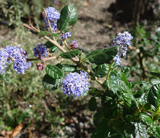 The Mountain Gardener | All About Ceanothus Celestial Blue Ceanothus