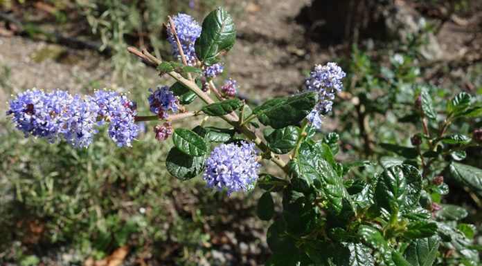 The Mountain Gardener | All About Ceanothus Celestial Blue Ceanothus