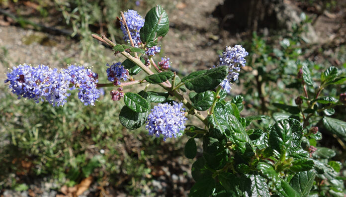 Celestial Blue Ceanothus