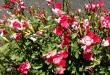 The Mountain Gardener | Watering the Right Way Salvia Hot Lips