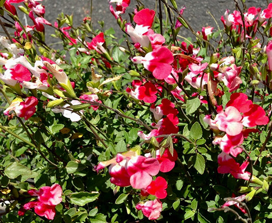 The Mountain Gardener | Watering the Right Way Salvia Hot Lips