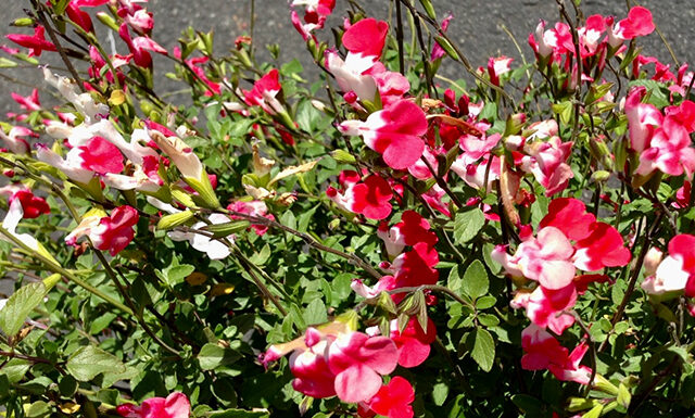 The Mountain Gardener | Watering the Right Way Salvia Hot Lips