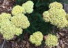 The Mountain Gardener | Buzzing in the Garden achillea