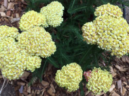 The Mountain Gardener | Buzzing in the Garden achillea