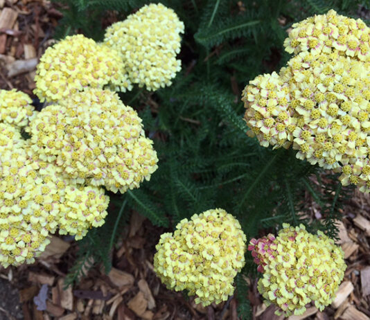 The Mountain Gardener | Buzzing in the Garden achillea