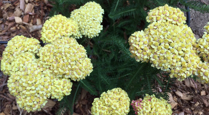 The Mountain Gardener | Buzzing in the Garden achillea