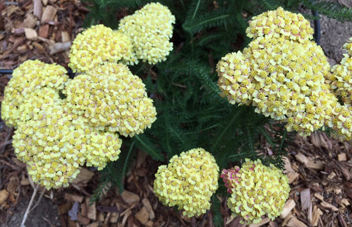 TMG achillea_lemon_yellow achillea