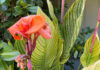 The Mountain Gardener | Finding Our Horticultural History canna lily flowers