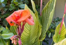The Mountain Gardener | Finding Our Horticultural History canna lily flowers