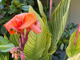 The Mountain Gardener | Finding Our Horticultural History canna lily flowers