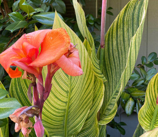 The Mountain Gardener | Finding Our Horticultural History canna lily flowers