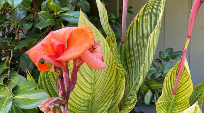 The Mountain Gardener | Finding Our Horticultural History canna lily flowers