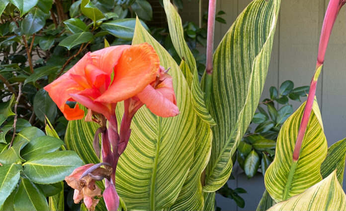 TMG canna_lily canna lily flowers
