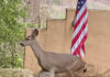 The Mountain Gardener | Knee High by This Year’s 4th of July Deer by flag