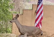 The Mountain Gardener | Knee High by This Year’s 4th of July Deer by flag