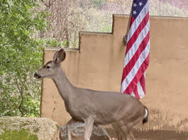 The Mountain Gardener | Knee High by This Year’s 4th of July Deer by flag