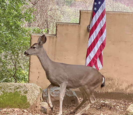 The Mountain Gardener | Knee High by This Year’s 4th of July Deer by flag