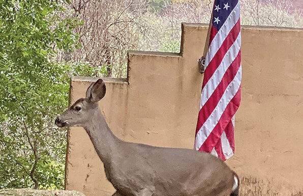 The Mountain Gardener | Knee High by This Year’s 4th of July Deer by flag