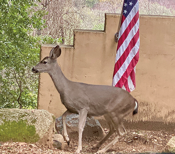 TMG deer by flag Deer by flag
