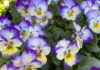 The Mountain Gardener | How Flowers Adapt to a Changing Climate violas