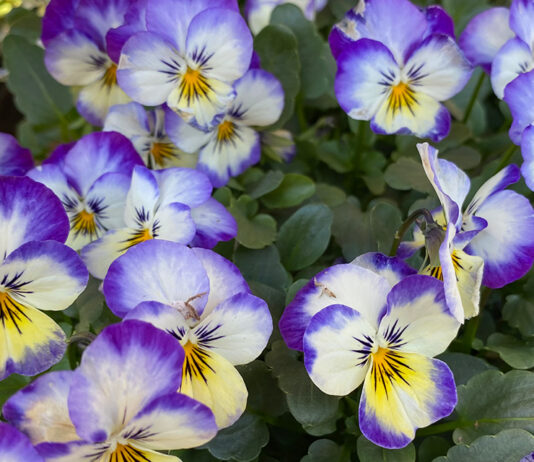 The Mountain Gardener | How Flowers Adapt to a Changing Climate violas