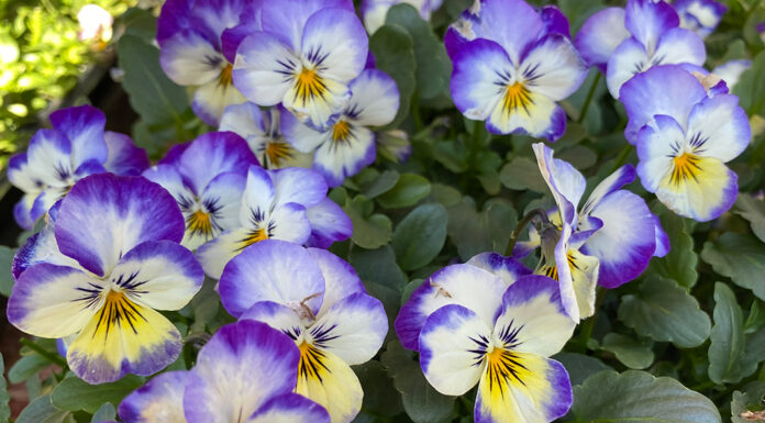 The Mountain Gardener | How Flowers Adapt to a Changing Climate violas