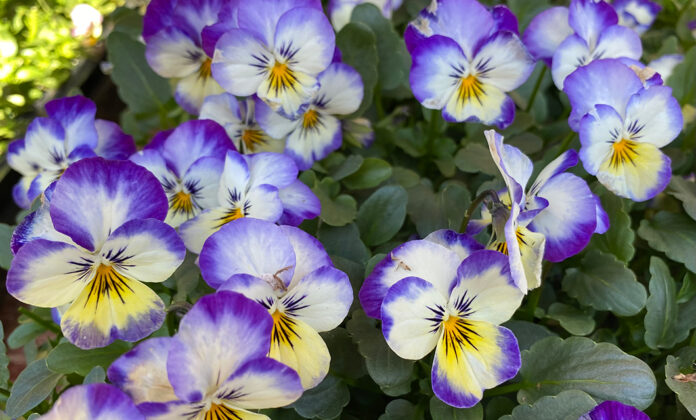 violas