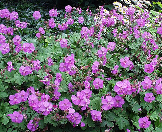 The Mountain Gardener | Planting Under Trees geranium