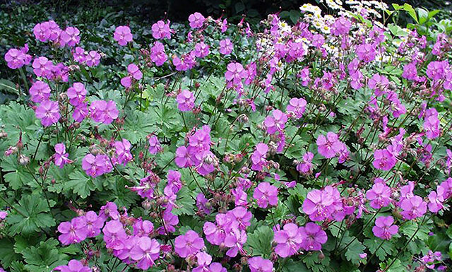 The Mountain Gardener | Planting Under Trees geranium