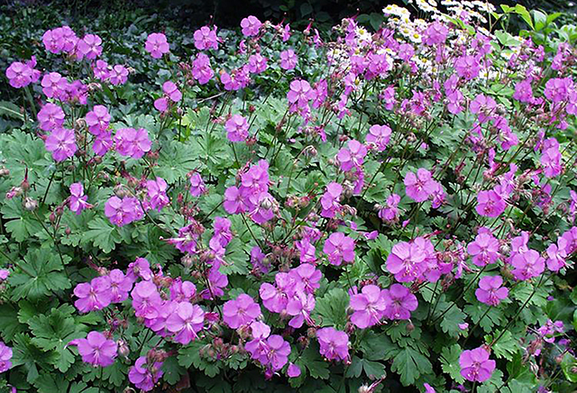 TMG Geranium_Karmina2 geranium